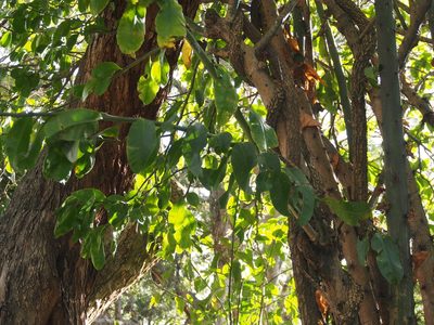 Pereskia grandifolia, photographed by Lena Struwe