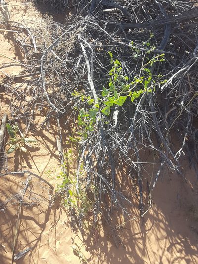 Epixiphium wislizeni, photographed by Alex Abair