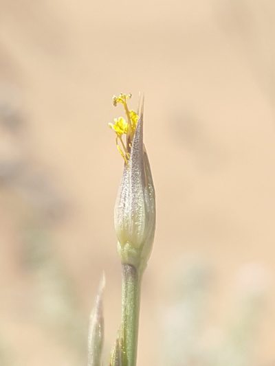 Linum aristatum, photographed by Alex Abair