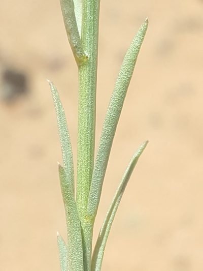 Linum aristatum, photographed by Alex Abair