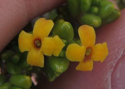 Rachicallis americana, photographed by Ben Machado