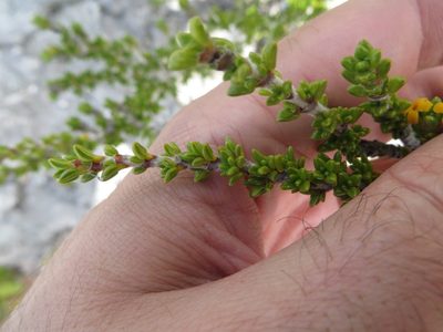 Rachicallis americana, photographed by Ben Machado