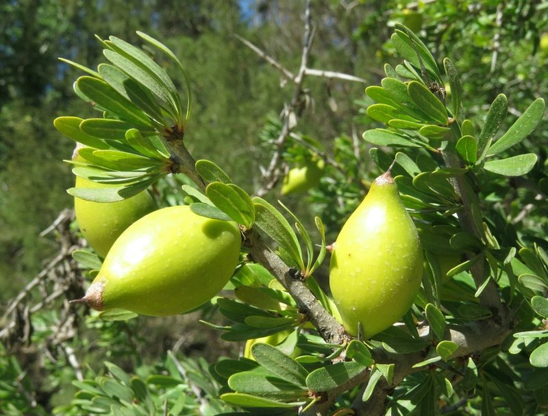 Sideroxylon spinosum, photographed by Juan Carlos Caicedo Hernández