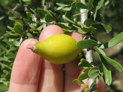 Sideroxylon spinosum, photographed by Juan Carlos Caicedo Hernández