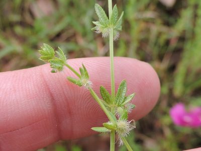Galium virgatum, photographed by Sam Kieschnick