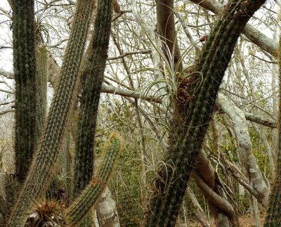 Tillandsia exserta, photographed by Francisco Farriols Sarabia