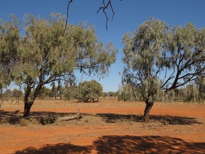 Acacia pendula, photographed by coenobita