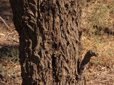 Acacia pendula, photographed by coenobita