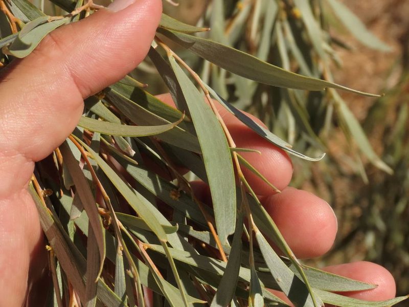 Acacia pendula, photographed by coenobita