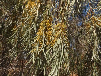 Acacia pendula, photographed by coenobita