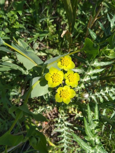 Bupleurum subovatum, photographed by George Papademetriou