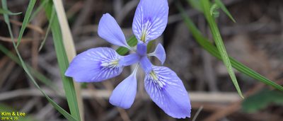 Iris rossii, photographed by Kim, Hyun-tae