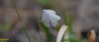 Iris rossii, photographed by Kim, Hyun-tae