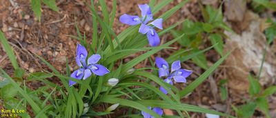 Iris rossii, photographed by Kim, Hyun-tae