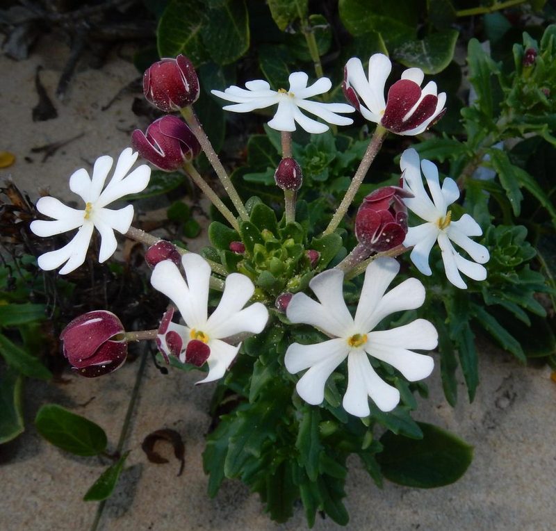 Zaluzianskya maritima, photographed by Henry de Lange