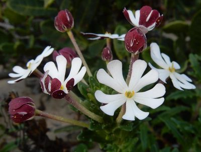 Zaluzianskya maritima, photographed by Henry de Lange
