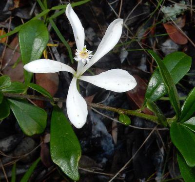 Turraea obtusifolia, photographed by Henry de Lange
