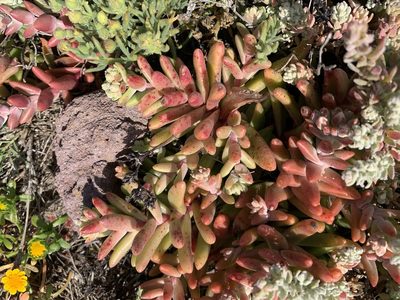 Dudleya nesiotica, photographed by Jim Riley