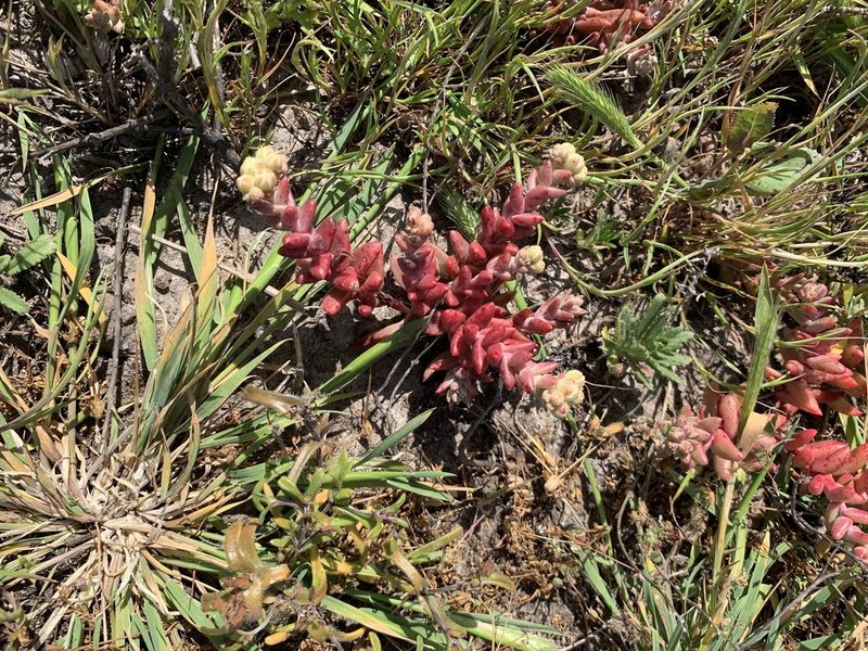 Dudleya nesiotica, photographed by Jim Riley
