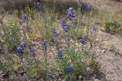 Lupinus havardii, photographed by Henggang Cui