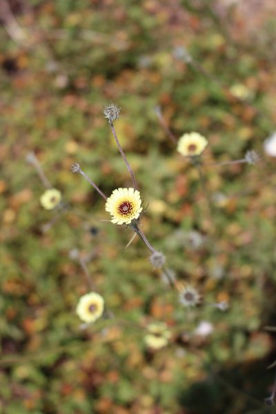 Tolpis umbellata, photographed by Fabien Piednoir