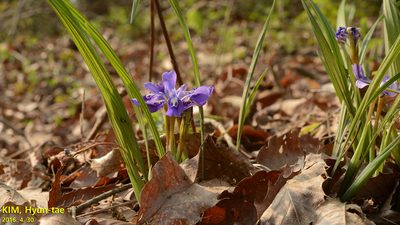 Iris rossii, photographed by Kim, Hyun-tae