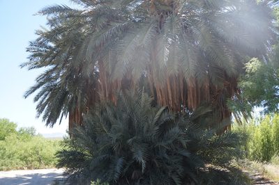 Phoenix dactylifera, photographed by Henggang Cui