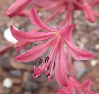 Brunsvigia nervosa, photographed by Nicola van Berkel