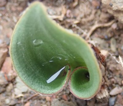 Eriospermum pubescens, photographed by Nicola van Berkel