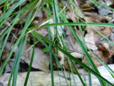 Carex willdenowii, photographed by botanygirl
