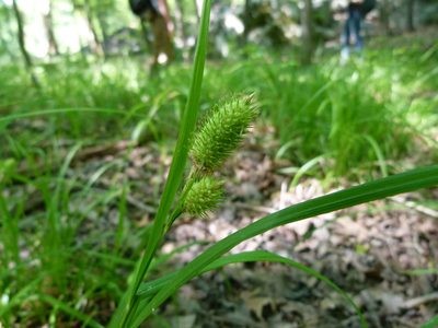Carex typhina, photographed by botanygirl