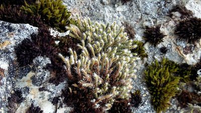 Hedwigia stellata, photographed by George Greiff