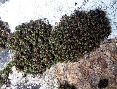 Tortella nitida, photographed by George Greiff