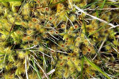 Breutelia chrysocoma, photographed by George Greiff