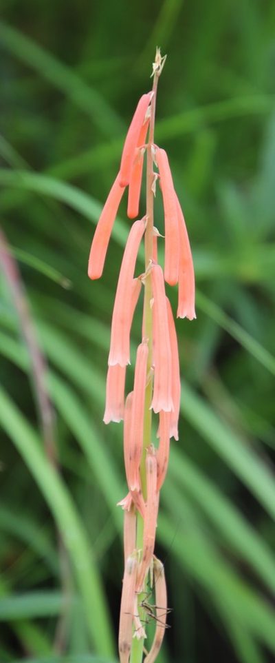 Kniphofia angustifolia, photographed by Tony Rebelo