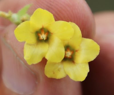 Hermannia gerrardii, photographed by Tony Rebelo