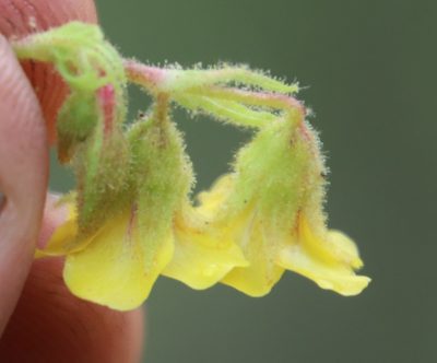 Hermannia gerrardii, photographed by Tony Rebelo