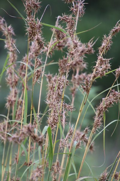 Cymbopogon nardus, photographed by Tony Rebelo