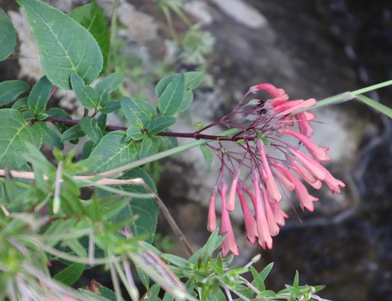 Phygelius aequalis, photographed by Tony Rebelo