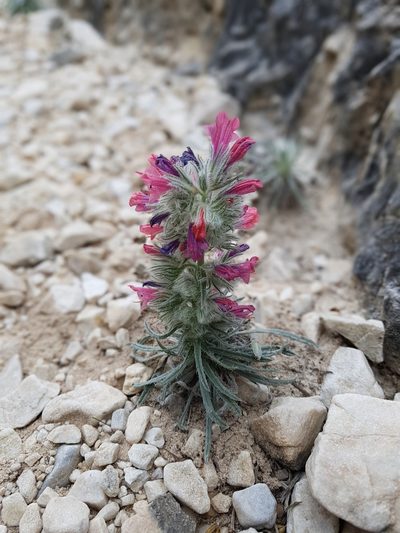 Echium albicans, photographed by Thomas Cygn