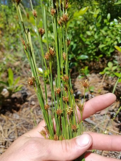 Rhynchospora ciliaris, photographed by Scott Ward