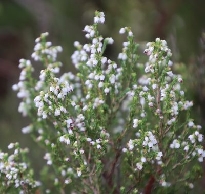 Erica drakensbergensis, photographed by Tony Rebelo