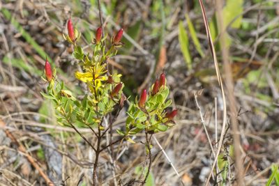 Hypericum microsepalum, photographed by Dr. Andrew G. Cannizzaro