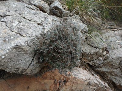 Teucrium balearicum, photographed by Daniel Cahen