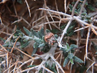 Teucrium balearicum, photographed by Daniel Cahen