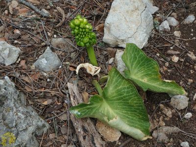 Arum pictum, photographed by Daniel Cahen