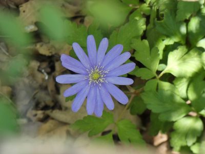 Anemonoides apennina, photographed by Nikolay Volik