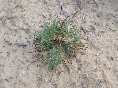 Armeria girardii, photographed by Julien Renoult