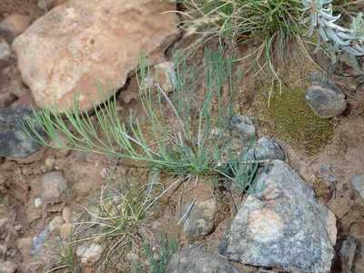 Seseli longifolium, photographed by Julien Renoult