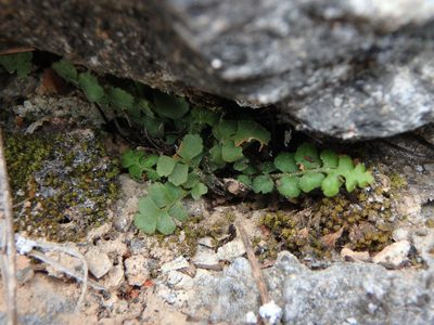 Asplenium petrarchae, photographed by Daniel Cahen